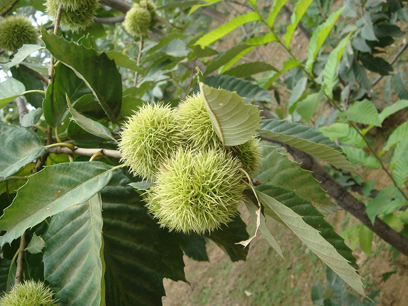 栗樹(shù)基地