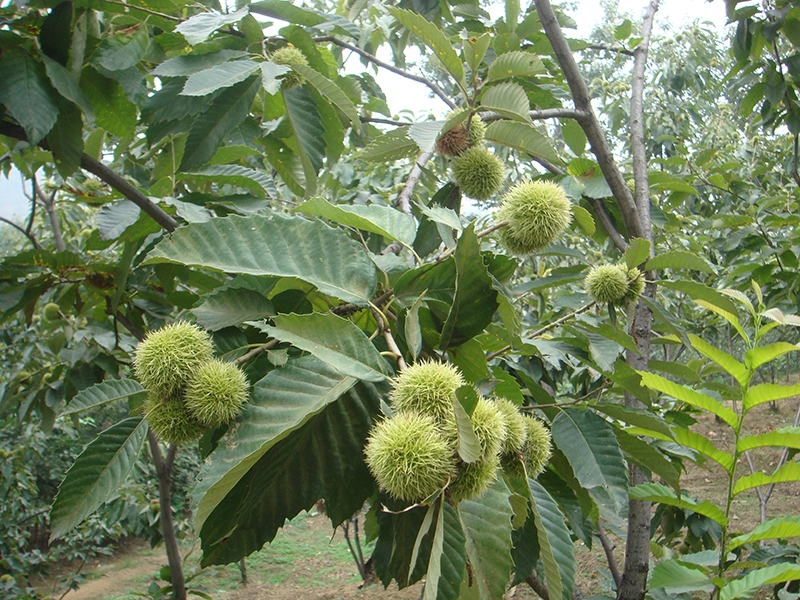 栗樹(shù)基地